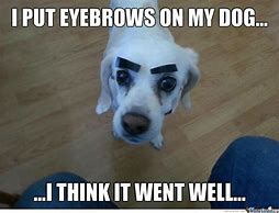 Image result for Dog Eyebrow Meme