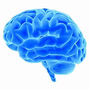 Image result for Front View Human Brain Clip Art