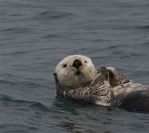 Image result for Sea Otter Species