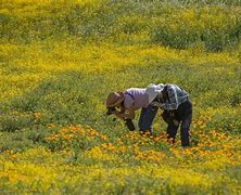Image result for The Largest Wildflower