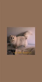 Image result for iPhone Cat
