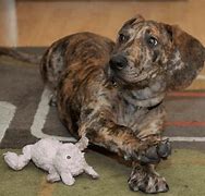 Image result for Great Dane Dachshund