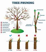 Image result for 74 Cm Length in Tree
