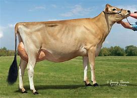 Image result for Jersey Cattle Breed