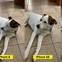 Image result for iPhone SE Camera Quality Comparison