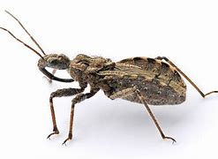 Image result for Immortal Cricket Bug