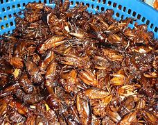 Image result for Where Crickets Live