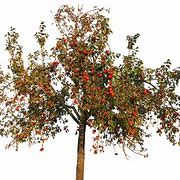 Image result for Apple Tree Branches