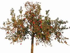 Image result for Small Apple Tree Leaf