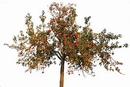 Image result for Apple Tree Leaf with White Background