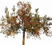 Image result for Zesty Apple Tree