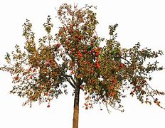 Image result for Healthy Apple Tree