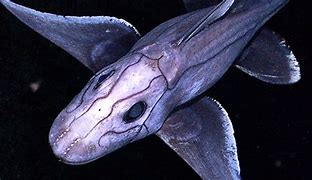 Image result for Strangest Deep Sea Creatures