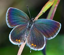 Image result for Identify Small Blue Butterfly S with Their Wings Folded