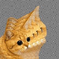 Image result for Pretty Cat Memes