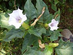 Image result for datura