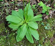Image result for Primula marginata Amethyst