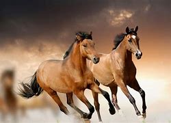 Image result for Cool Horse Backgrounds