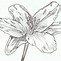 Image result for Bloom in Drawing