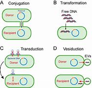 Image result for DNA Horizontal Diagram Chromosome