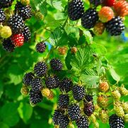 Image result for BlackBerry Leaves