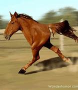 Image result for Horse Racing Photography