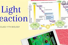 Image result for Photosynthesis Light Reaction