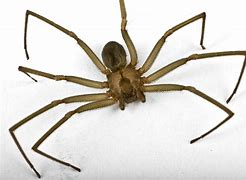 Image result for Florida Brown Spider