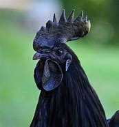 Image result for Minoriteam Le Black Coq