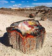 Image result for Oldest Petrified Wood