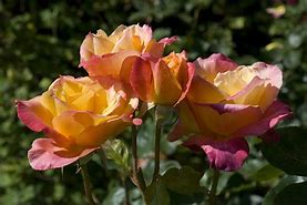 Image result for Meredith Hybrid Tea Rose