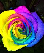 Image result for Dy Roses