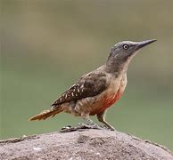 Image result for Geocolaptes Picidae