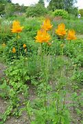 Image result for Trollius chinensis Golden Queen