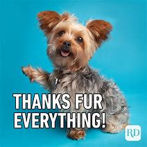 Image result for Thank You Dog Picture Meme