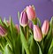 Image result for Tulips Wallpaper Pinterest
