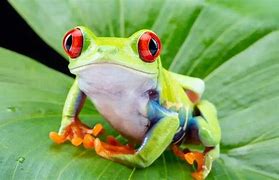 Image result for pets tree frogs species