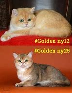 Image result for Meo Golden