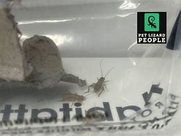 Image result for Buying Crickets Online