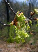 Image result for Sugar Maple Tree Flowers