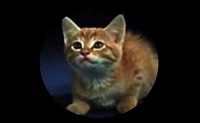 Image result for MTM Enterprises Inc Mimsie The Cat