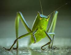 Image result for Pic of Cricket Insect