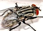 Image result for Calypte Trochilidae