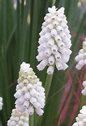 Image result for Muscari White Spear