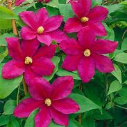 Image result for Clematis Sunset