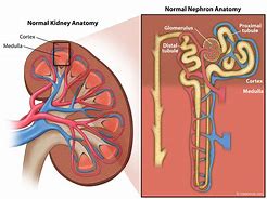 Image result for Kidney Parts