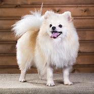 Image result for Hefty Small Dogs