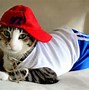 Image result for Cat in Taco Costume