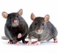 Image result for Mice vs Mouse vs Rat