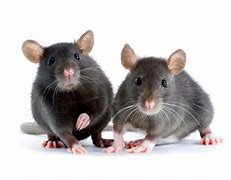 Image result for Rats vs Mice Differences